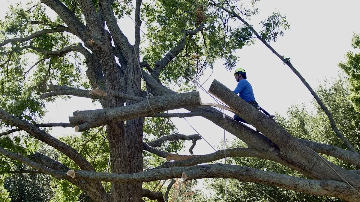 Professional Crown Thinning performed by certified arborists in Meno