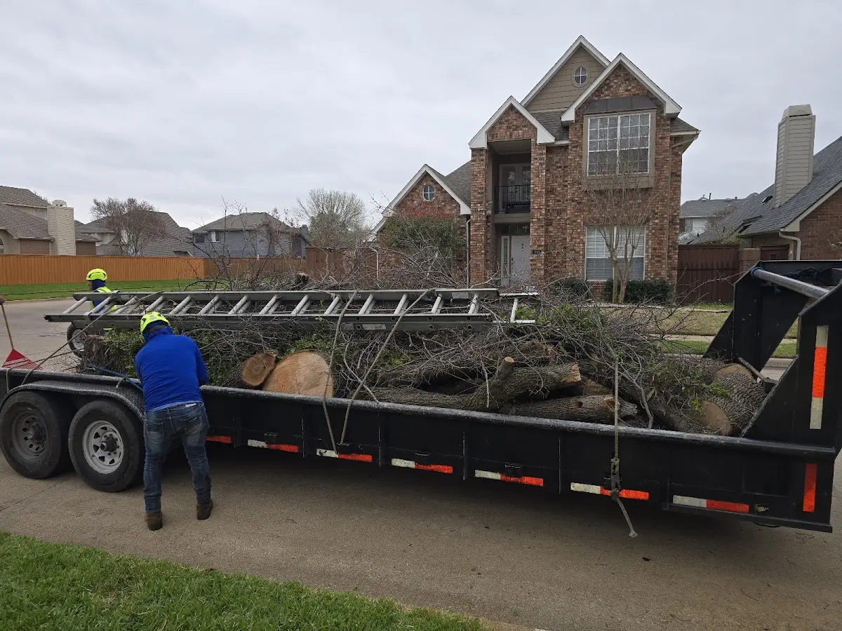 Expert Tree Removal with proper safety equipment in Meno